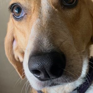 Meet your Posher, Angelo